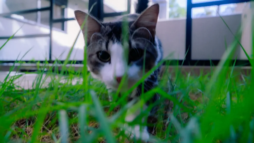 ambiente-enriquecido-para-gatos